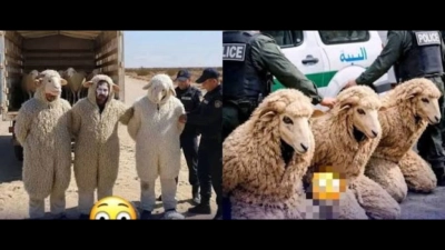 immigration-vers-lespagne-trois-algeriens-deguises-en-moutons-arretes