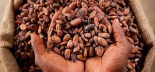 ouverture-de-la-campagne-intermediaire-de-cacao-2026