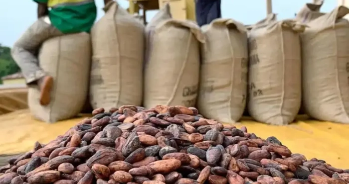 coup-de-massue-aux-planteurs-baisse-drastique-du-prix-du-cacao-de-2-800-a-1-200-fcfa-kg