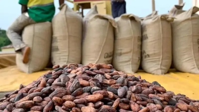 coup-de-massue-aux-planteurs-baisse-drastique-du-prix-du-cacao-de-2-800-a-1-200-fcfa-kg