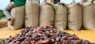 coup-de-massue-aux-planteurs-baisse-drastique-du-prix-du-cacao-de-2-800-a-1-200-fcfa-kg