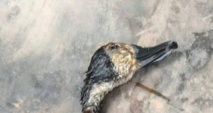 lutte-contre-le-braconnage-plusieurs-gibiers-saisis-a-guiglo