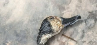 lutte-contre-le-braconnage-plusieurs-gibiers-saisis-a-guiglo