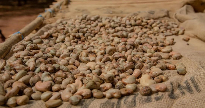 filiere-cajou-plus-de-150-000-tonnes-de-transformation-nationale-affectees-par-le-blocage-du-programme-cca-bni
