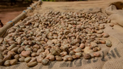 filiere-cajou-plus-de-150-000-tonnes-de-transformation-nationale-affectees-par-le-blocage-du-programme-cca-bni