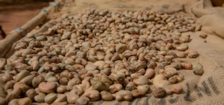 filiere-cajou-plus-de-150-000-tonnes-de-transformation-nationale-affectees-par-le-blocage-du-programme-cca-bni