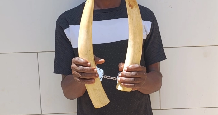 yopougon-un-presume-trafiquant-arrete-avec-deux-pointes-divoire