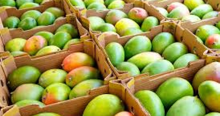 filiere-mangue-le-ministere-de-lagriculture-forme-ses-inspecteurs-phytosanitaires