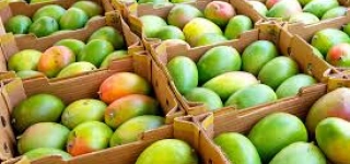 filiere-mangue-le-ministere-de-lagriculture-forme-ses-inspecteurs-phytosanitaires