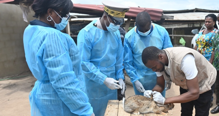 adzope-une-epidemie-fulgurante-menace-lelevage-de-lapin-le-mirah-appelle-les-acteurs-a-la-vigilance