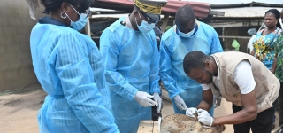 adzope-une-epidemie-fulgurante-menace-lelevage-de-lapin-le-mirah-appelle-les-acteurs-a-la-vigilance