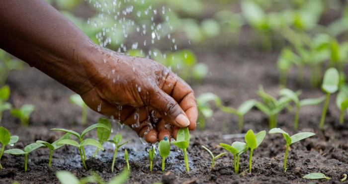 developpement-agricole-les-cinq-grands-defis-du-plan-strategique-de-la-recherche-agricole-nationale