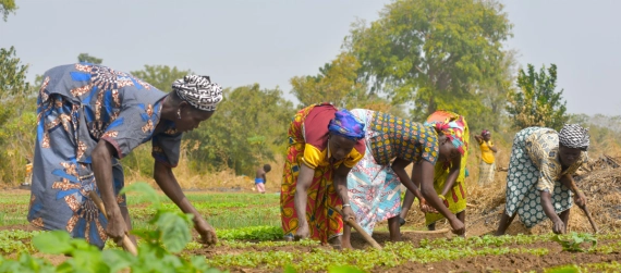 D veloppement Agricole Les Cinq Grands D fis Du Plan Strat gique De 