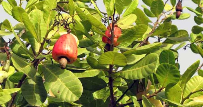 campagne-cajou-mamadou-berte-lance-un-appel-fort-aux-exportateurs-de-la-filiere