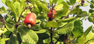 campagne-cajou-mamadou-berte-lance-un-appel-fort-aux-exportateurs-de-la-filiere