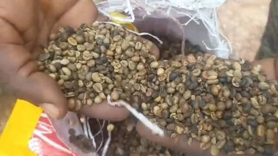 produits-de-rente-vingt-et-un-tonnes-de-cafe-saisies-a-doropo