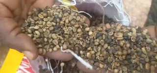 produits-de-rente-vingt-et-un-tonnes-de-cafe-saisies-a-doropo