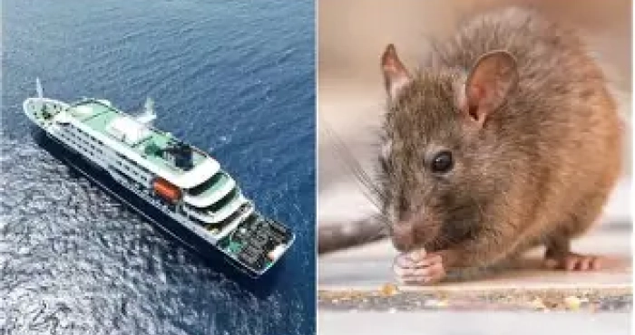 hantavirus-6-pays-touches-40-de-mortalite-ce-que-vous-devez-savoir-absolument