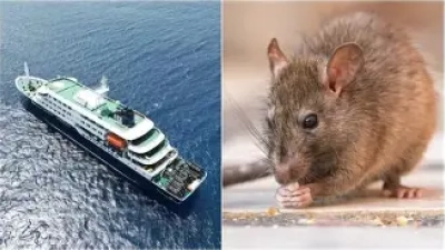 hantavirus-6-pays-touches-40-de-mortalite-ce-que-vous-devez-savoir-absolument