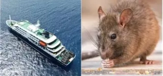 hantavirus-6-pays-touches-40-de-mortalite-ce-que-vous-devez-savoir-absolument