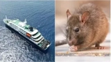 hantavirus-6-pays-touches-40-de-mortalite-ce-que-vous-devez-savoir-absolument
