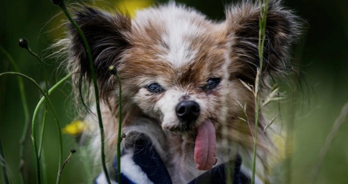 le-plus-vieux-chien-du-monde-est-mort-a-plus-de-30-ans
