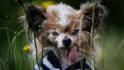 le-plus-vieux-chien-du-monde-est-mort-a-plus-de-30-ans