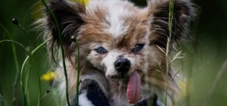 le-plus-vieux-chien-du-monde-est-mort-a-plus-de-30-ans