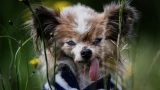 le plus vieux chien du monde est mort a plus de 30 ans
