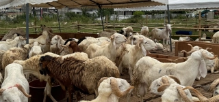 marches-a-betail-renforcement-du-dispositif-de-controle-sanitaire-veterinaire-a-loccasion-de-la-tabaski