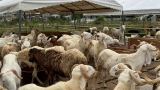 marches-a-betail-renforcement-du-dispositif-de-controle-sanitaire-veterinaire-a-loccasion-de-la-tabaski