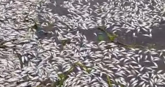 songon-kassemble-le-mirah-prend-des-mesures-durgence-apres-une-hecatombe-de-poissons-dans-la-lagune