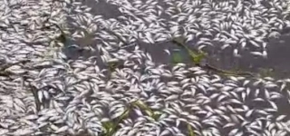 songon-kassemble-le-mirah-prend-des-mesures-durgence-apres-une-hecatombe-de-poissons-dans-la-lagune
