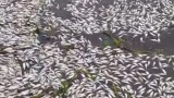 songon-kassemble-le-mirah-prend-des-mesures-durgence-apres-une-hecatombe-de-poissons-dans-la-lagune