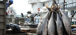le-gouvernement-ivoirien-annonce-la-fermeture-saisonniere-des-peches-des-le-1er-juillet