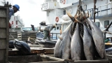 le gouvernement ivoirien annonce la fermeture saisonniere des peches des le 1er juillet