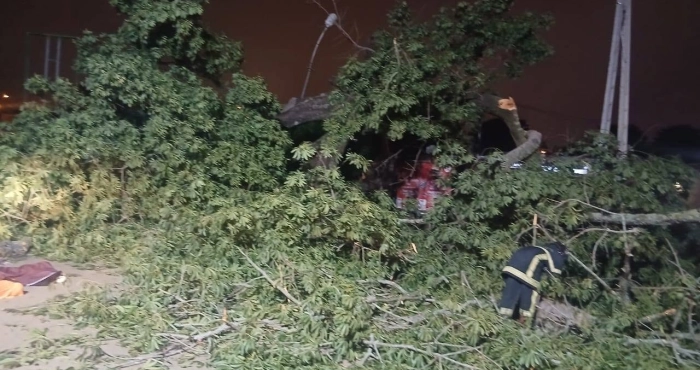 bouake-la-chute-dun-fromager-fait-trois-morts-et-trois-blesses-graves