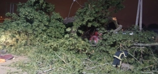 bouake-la-chute-dun-fromager-fait-trois-morts-et-trois-blesses-graves