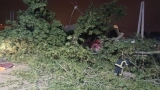 bouake-la-chute-dun-fromager-fait-trois-morts-et-trois-blesses-graves