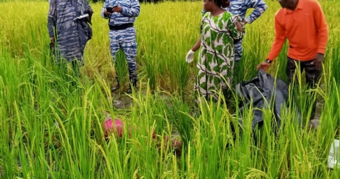 issia-une-cultivatrice-retrouvee-morte-dans-sa-riziere