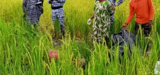 issia-une-cultivatrice-retrouvee-morte-dans-sa-riziere
