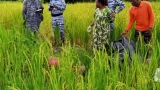 issia-une-cultivatrice-retrouvee-morte-dans-sa-riziere