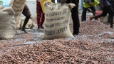 linitiative-cacao-cote-divoire-ghana-accueille-de-nouveaux-membres