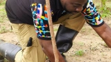 reboisement-la-fondation-yes-redonne-vie-a-la-foret-classee-danguededou