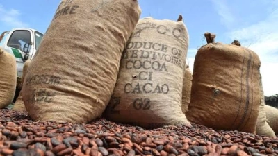 le-bilan-du-rachat-des-100-000-tonnes-renvoye-a-loia-cafe-cacao