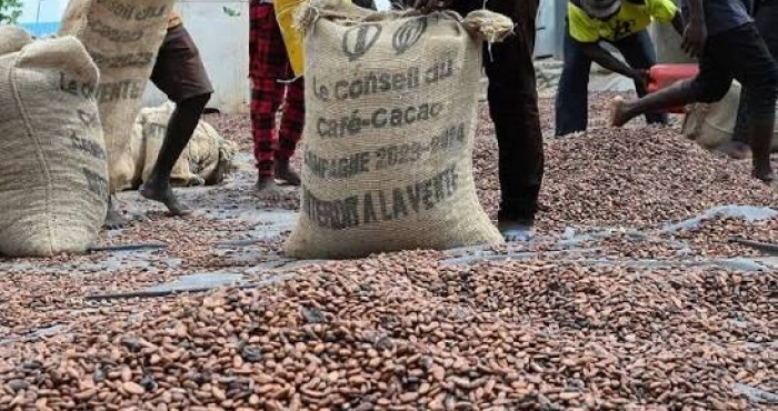 campagne-de-cafe-cacao-2026-2027-le-prix-du-cacao-fixe-a-1-200fr