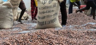 campagne-de-cafe-cacao-2026-2027-le-prix-du-cacao-fixe-a-1-200fr
