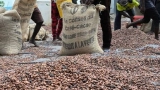 campagne-de-cafe-cacao-2026-2027-le-prix-du-cacao-fixe-a-1-200fr