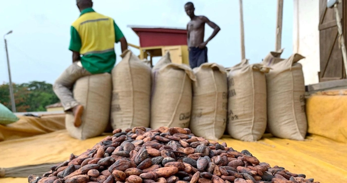 campagne-du-cacao-2026-2027-pourquoi-le-kilo-ne-pouvait-pas-valoir-plus-de-1-200-fcfa