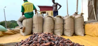 campagne-du-cacao-2026-2027-pourquoi-le-kilo-ne-pouvait-pas-valoir-plus-de-1-200-fcfa